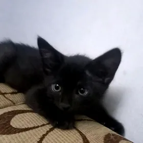 Котята