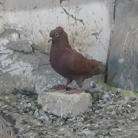 KEPDERI