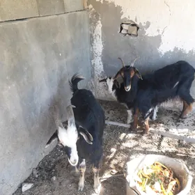 Geçi owlakly,teke