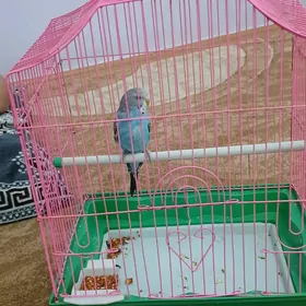 guş