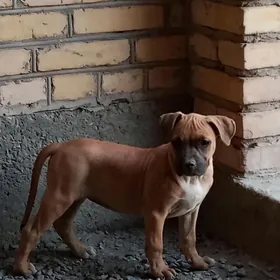 pitbull