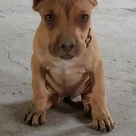 pitbull