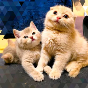 ШОТЛАНДСКИЕ КОТЯТА