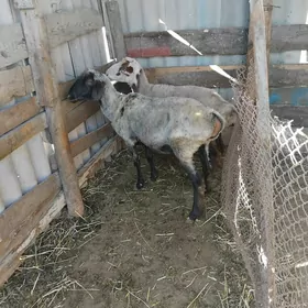 Ene goÿun