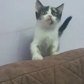 котенок