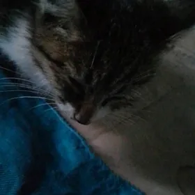 pişik