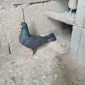 kepderı