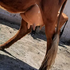 GÖLELİ SYGYR