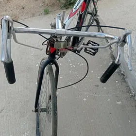 Sportivny tigir