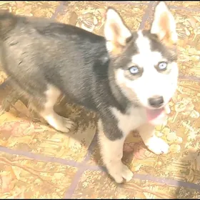 Husky