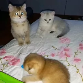 Шиншиллы шотландские