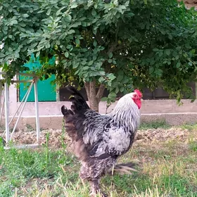 Brama Horoz
