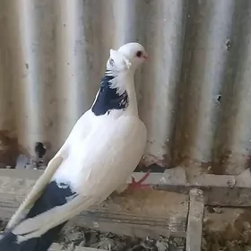 kepderi