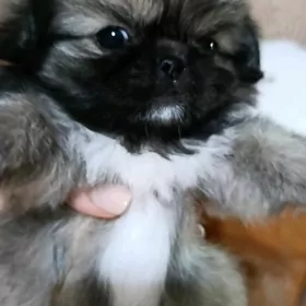 Пекинес собака