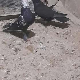 para guş