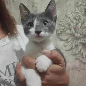 котенок