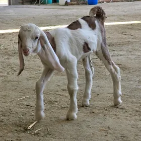PAKISTAN TEKE OWLAKLAR