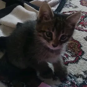 Котёнок