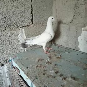 kepderi