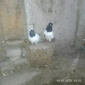 кепдер