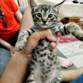 кот