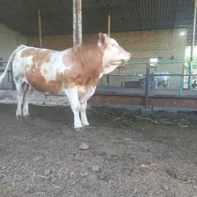 Arginal flecvieh semental okuz