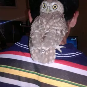 Baýguş