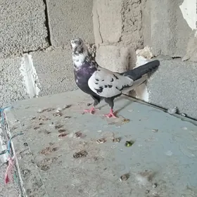 kepderi