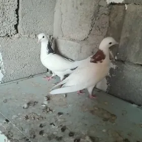 kepderi