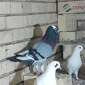 kepderi