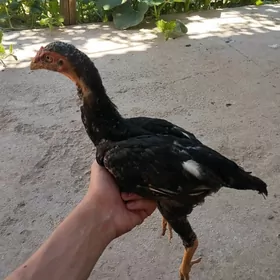 horaz