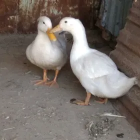 gak gak ördek