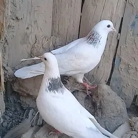 kepderi