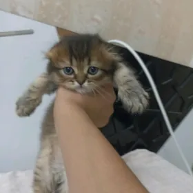 шотландские котята