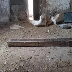 induşka