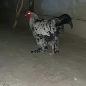 brama horaz