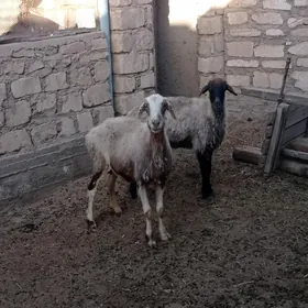 kici mal, goyun