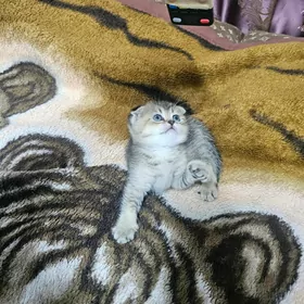 вислоушка котёнок девочка шинш