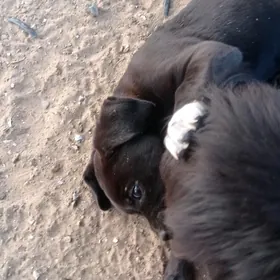 Щенки Кане Корсо