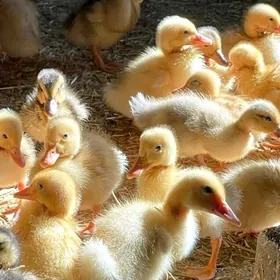 Pekin ördek jüýje