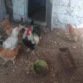 животное курицы и петухи