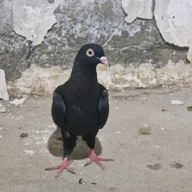 kepderi