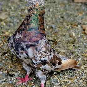 kepderi
