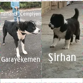 turkmen it