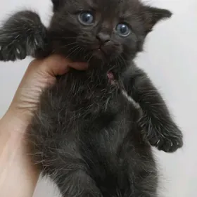 шотландские котята