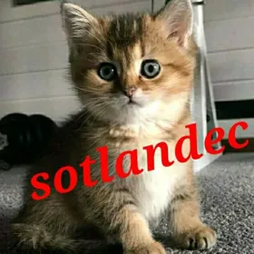 Шотландские котята