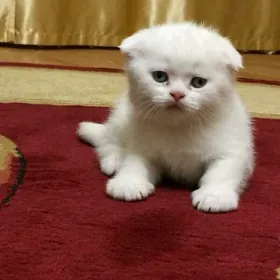 шотландский котёнок