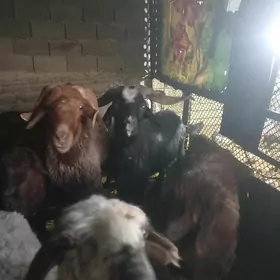 goýun geçi