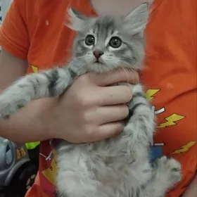 Котенок