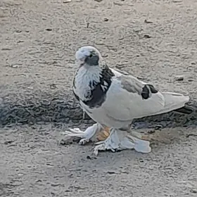 kepderi